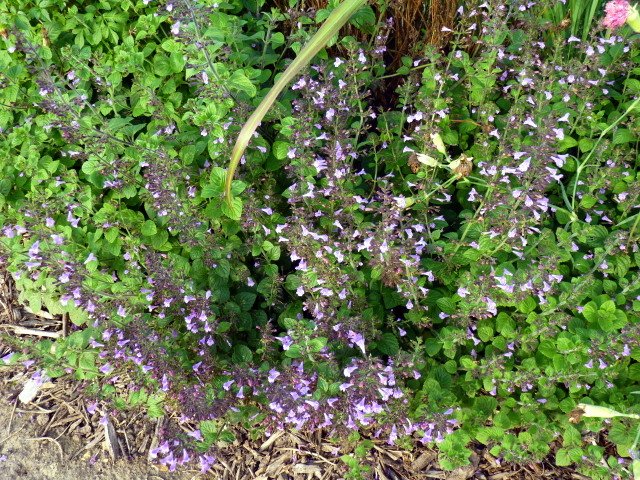 Calamintha sylvatica